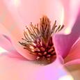 CULTI - DIFUZÉR 500 ML - MAGNOLIA EN ROSE - magnolia en rose