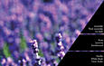 Náplň do katalytickej lampy 500ml, Millefiori, Fresh Lavender